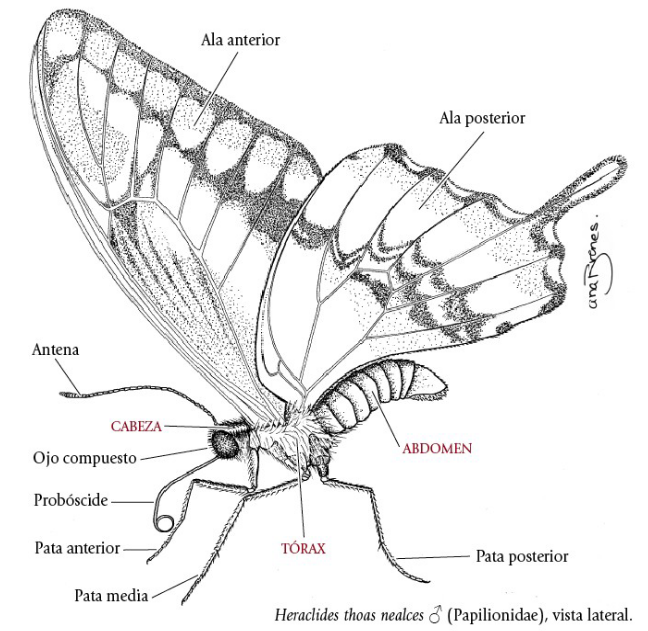 morfología mariposa adulta