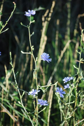 foto de Cichorium intybus, comunmente llamada achicoria