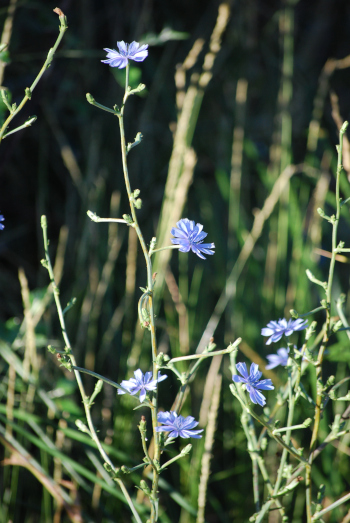 foto de Cichorium intybus, comunmente llamada achicoria