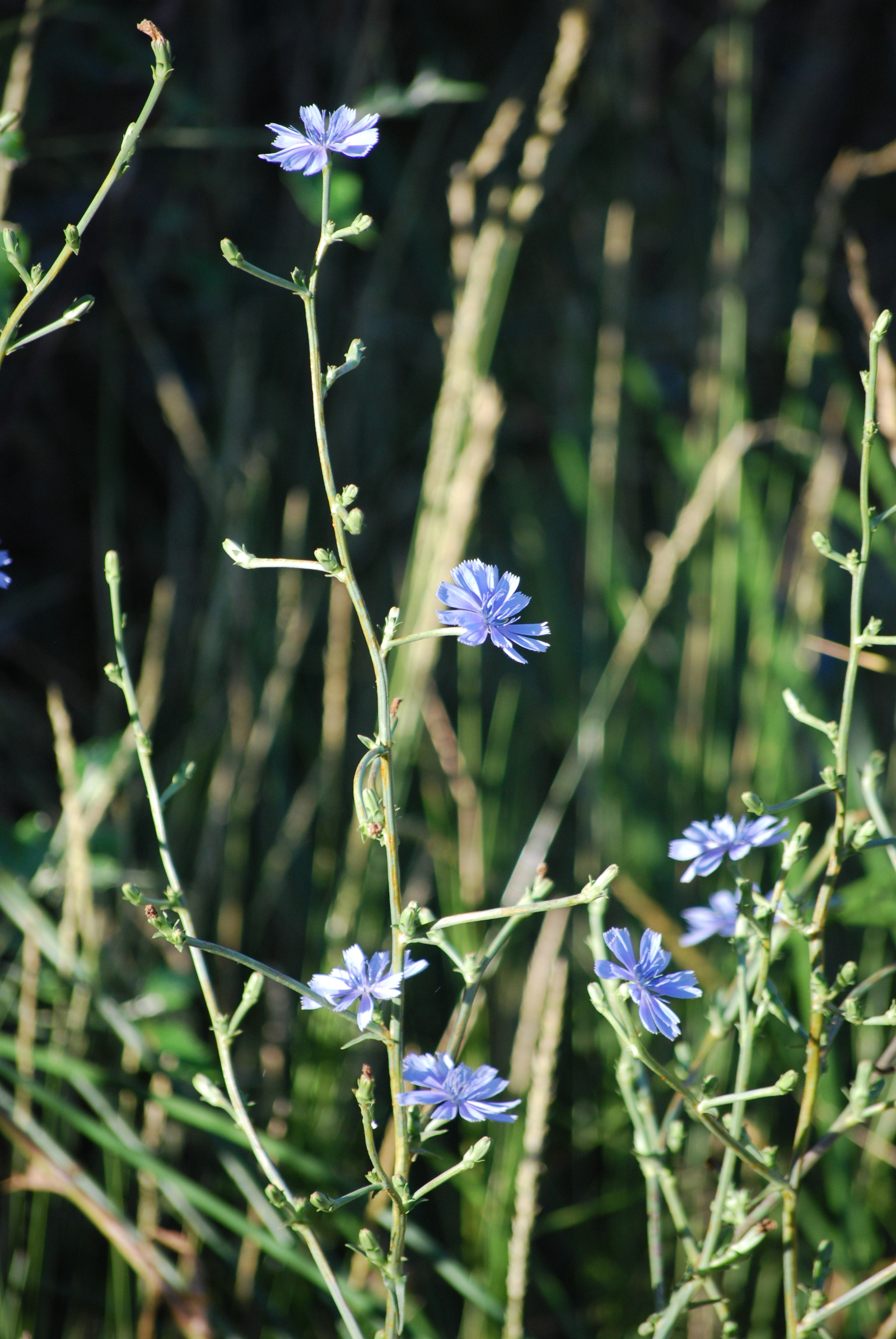 foto de Cichorium intybus, comunmente llamada achicoria