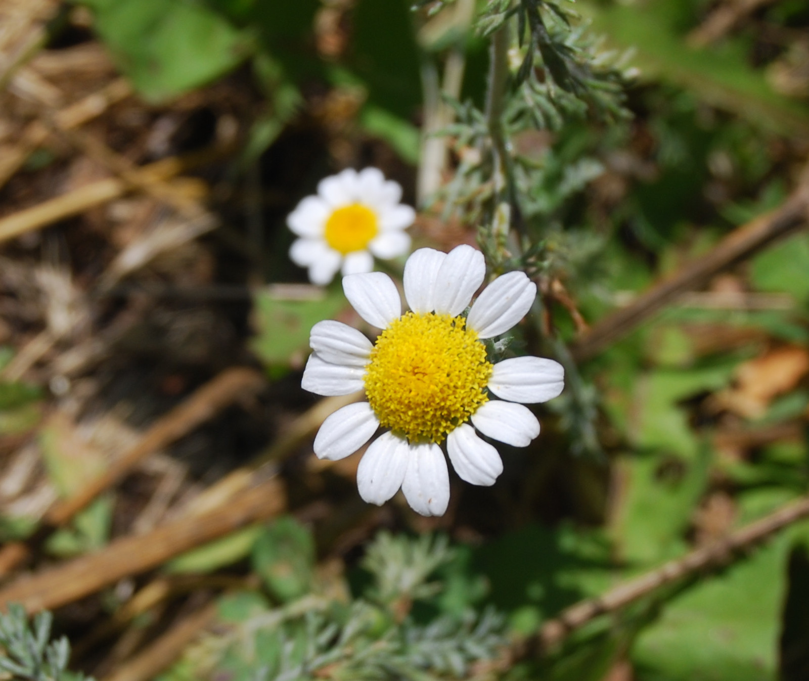 Flor de la manzanilla de los campos, margarita, Anacyclus clavatus