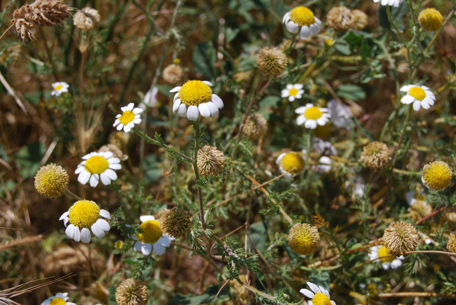 flores de manzanilla