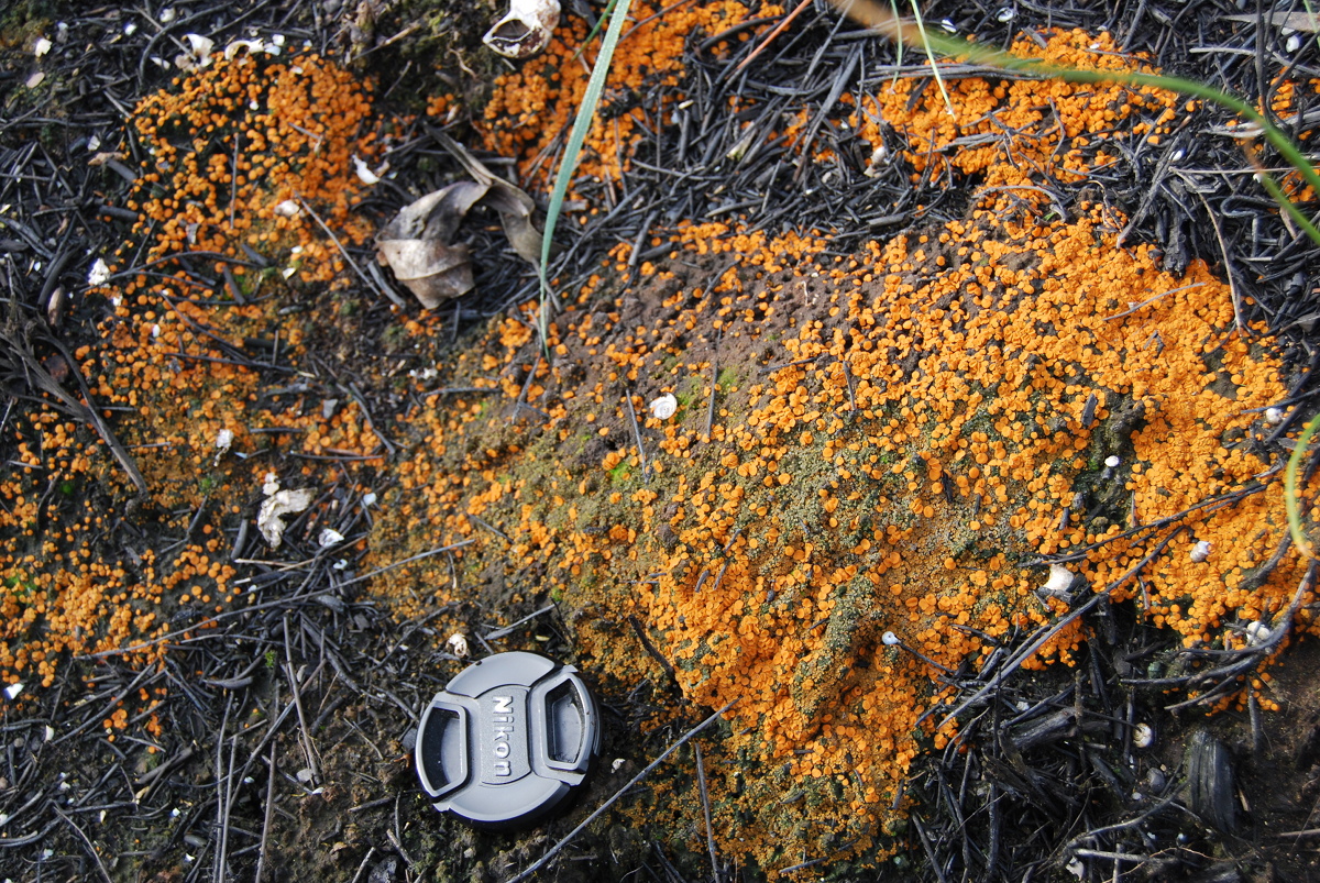 fotografia de Anthracobia melanoma