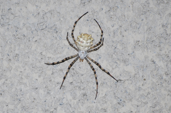 araña tigre, Argiope lobata