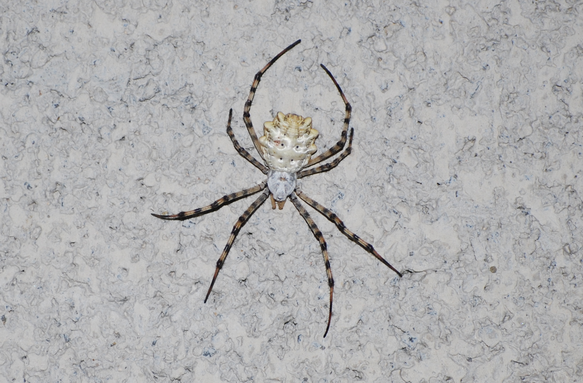 araña tigre, Argiope lobata