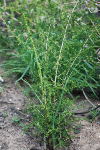 Asparagus acutifolius, esparrago triguero