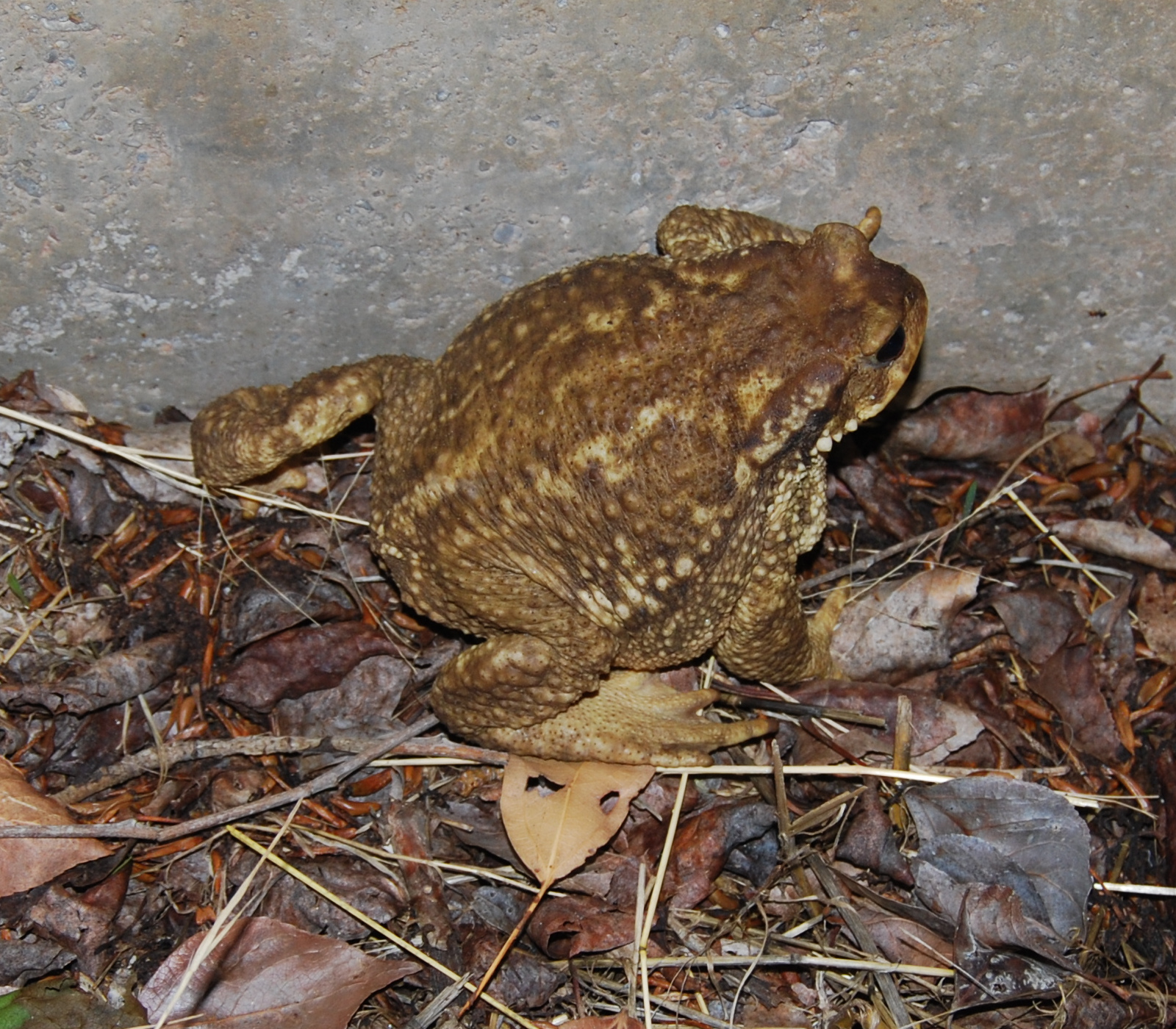 sapo común, bufo bufo