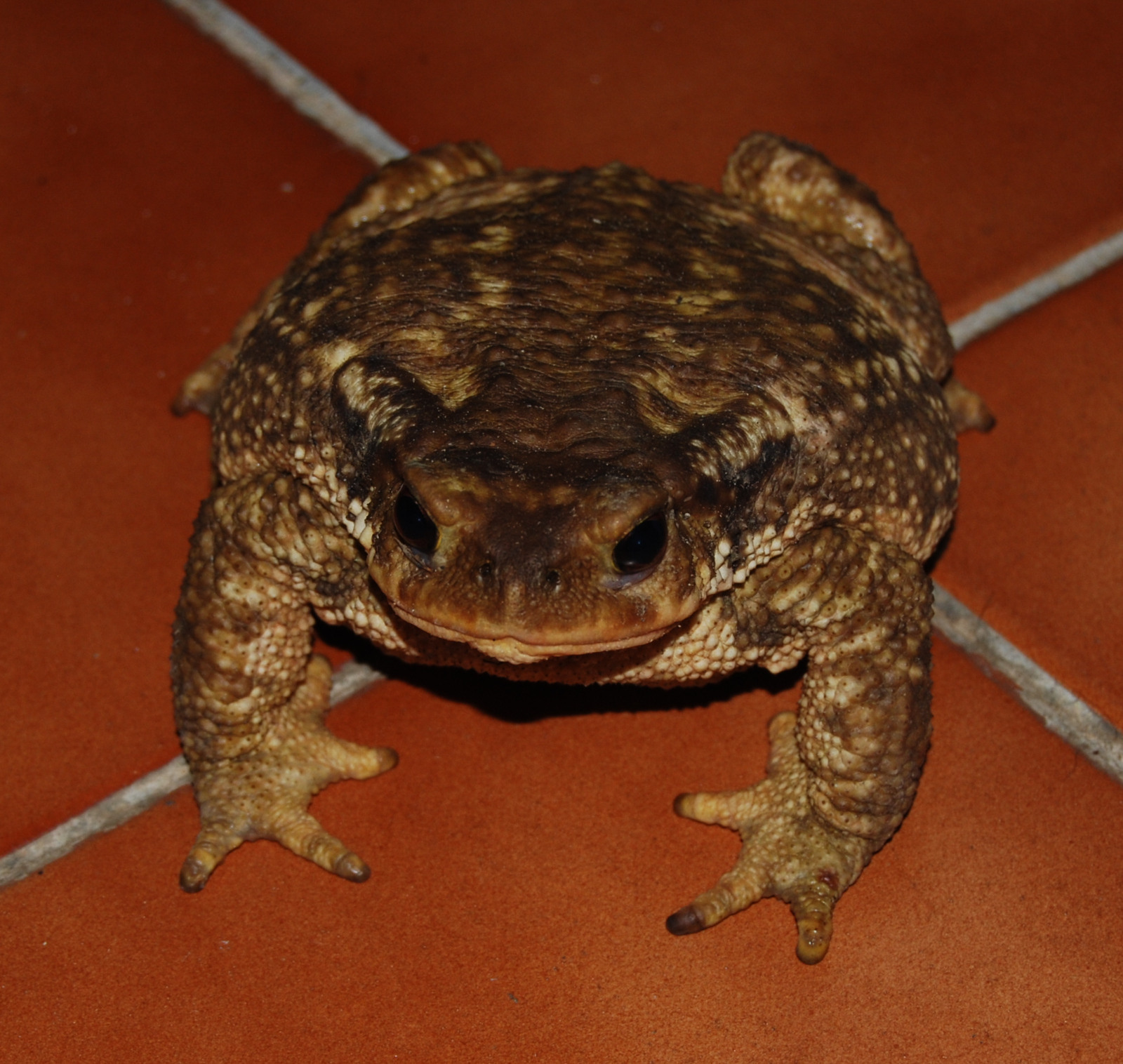 Sapo común, Bufo bufo