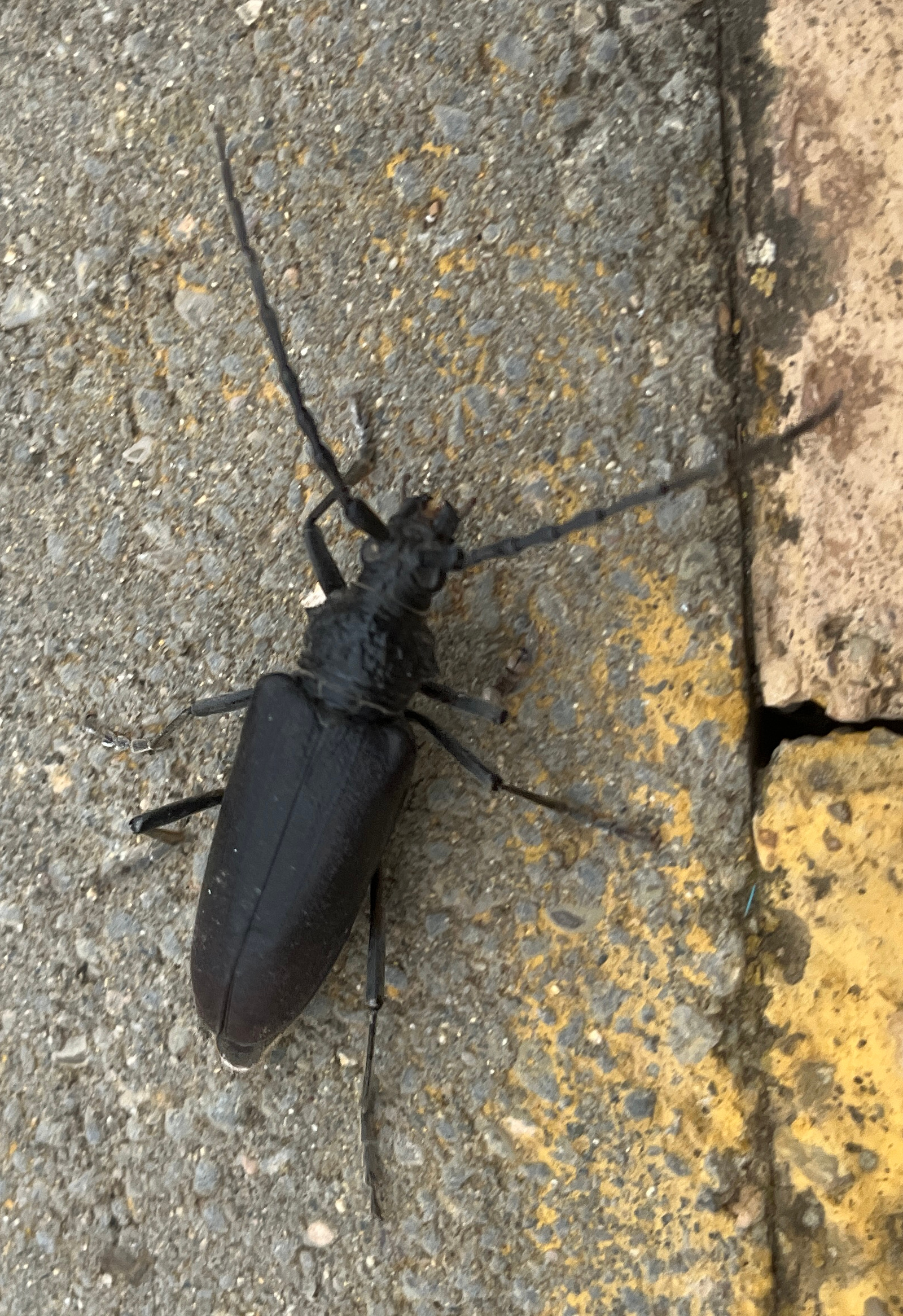 escarabajo Cerambyx cerdo