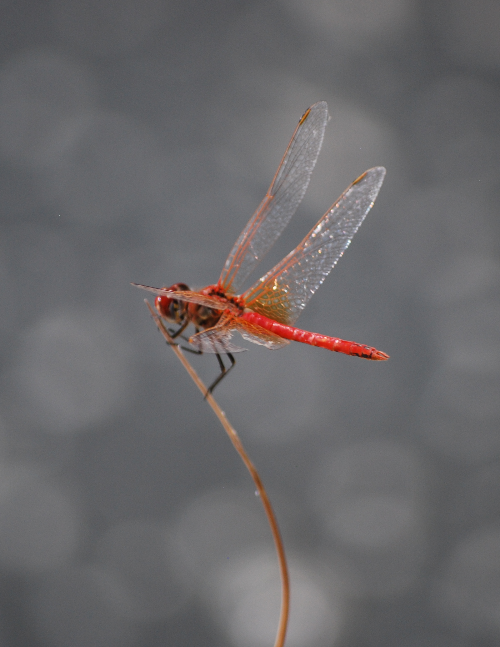 Crocothemis erythraea, libélula