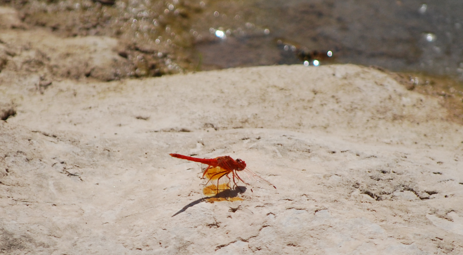 Crocothemis erythraea, libélula