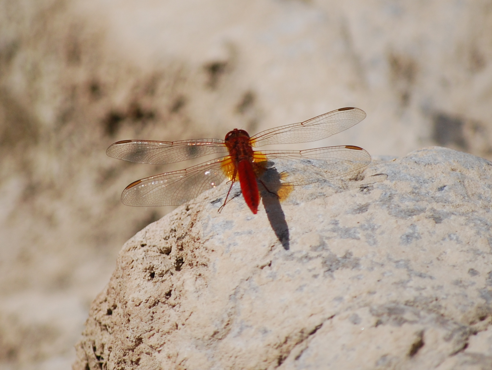 Crocothemis erythraea, libélula