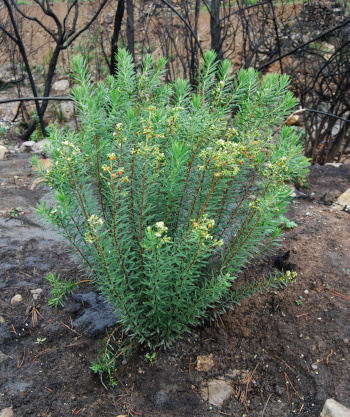 Daphne gnidium rebrotando en tierra calcinada por el incendio