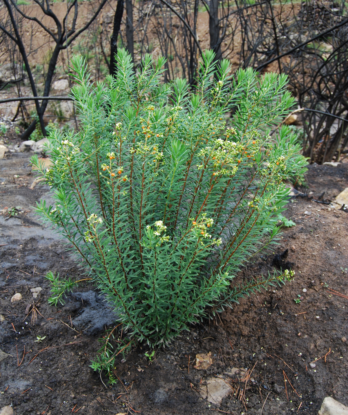 Daphne gnidium rebrotando en tierra calcinada por el incendio