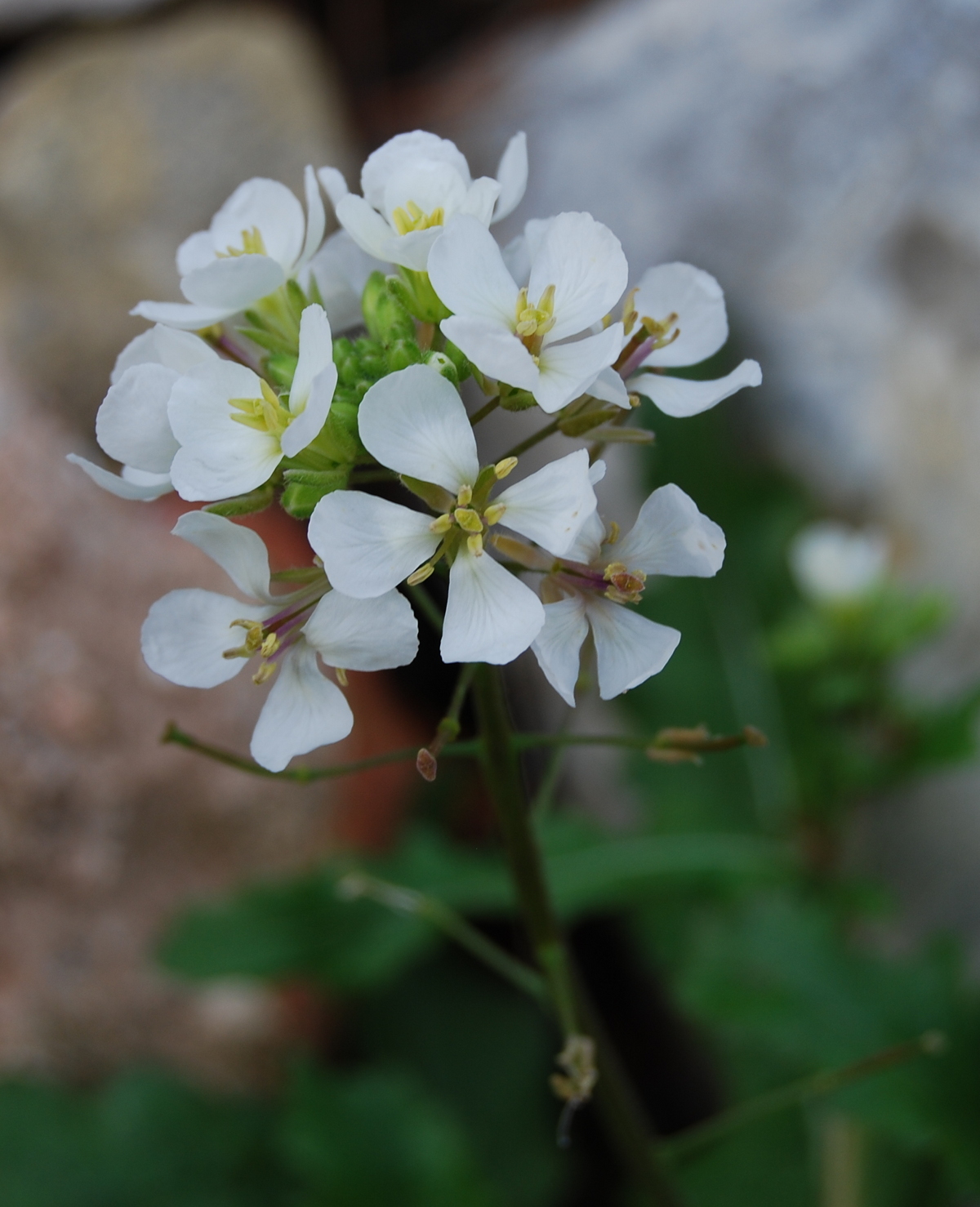 Diplotaxis erucoides