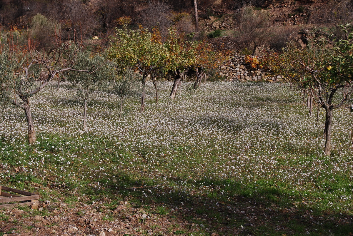 otro campo lleno de diplotaxis