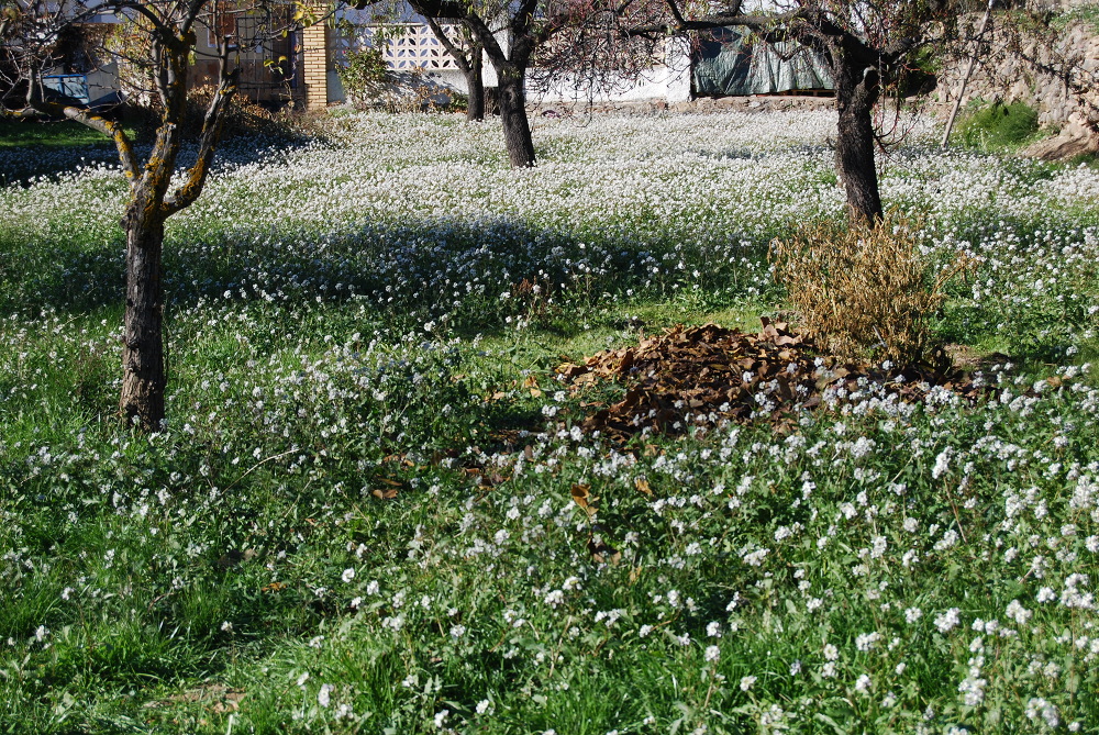 campo lleno de diplotaxis