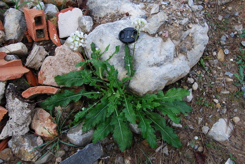 planta diplotaxis erucoides