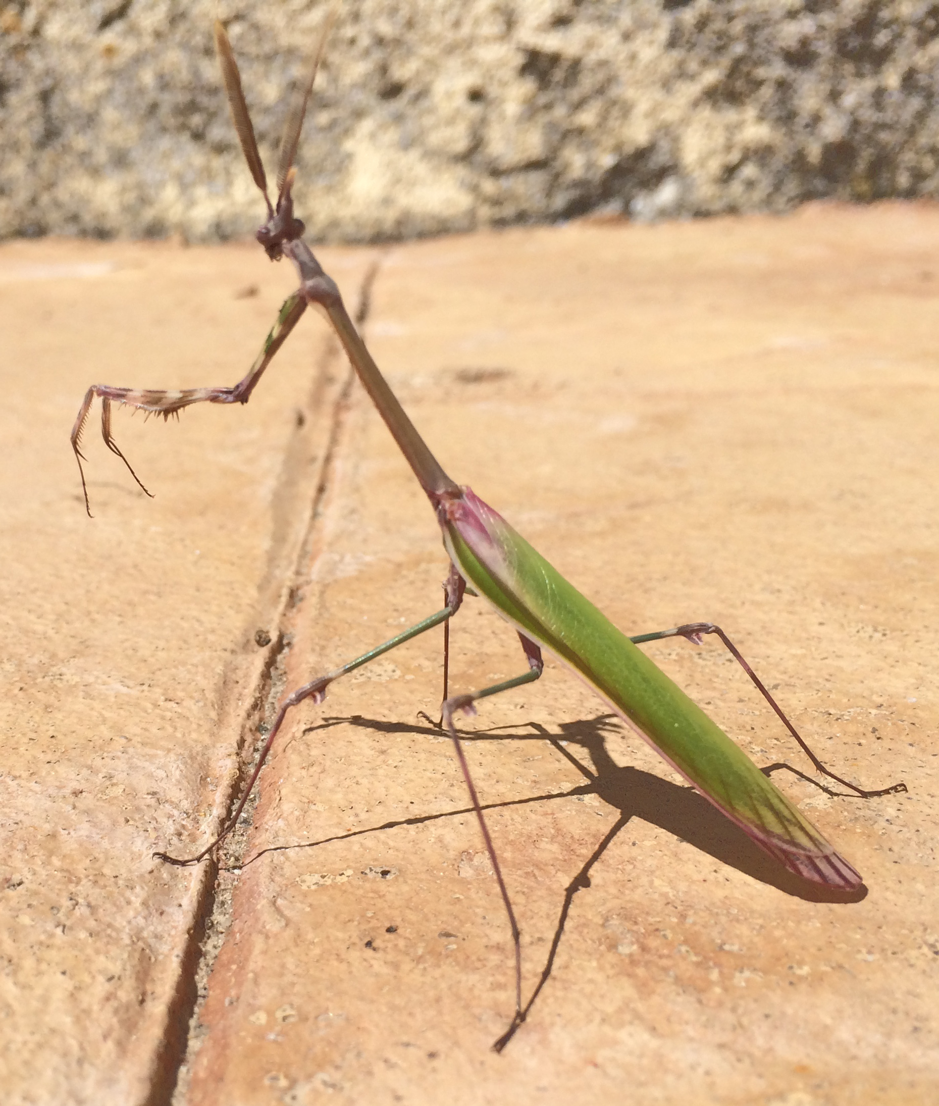 Empusa pennata