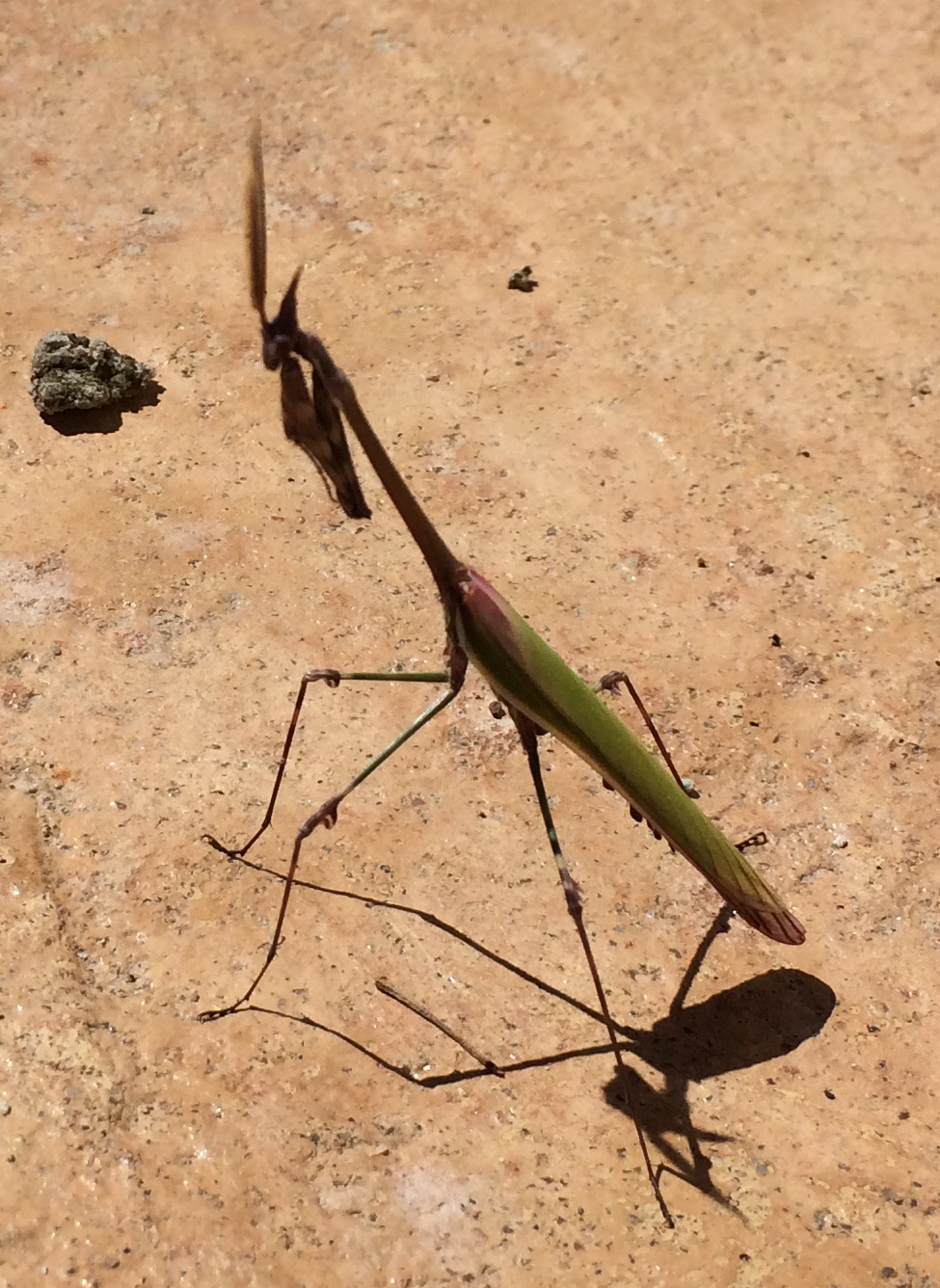 Empusa pennata