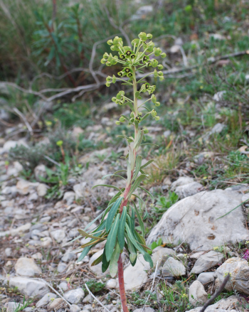 Foto de Euphorbia characias, euforbio mediterráneo