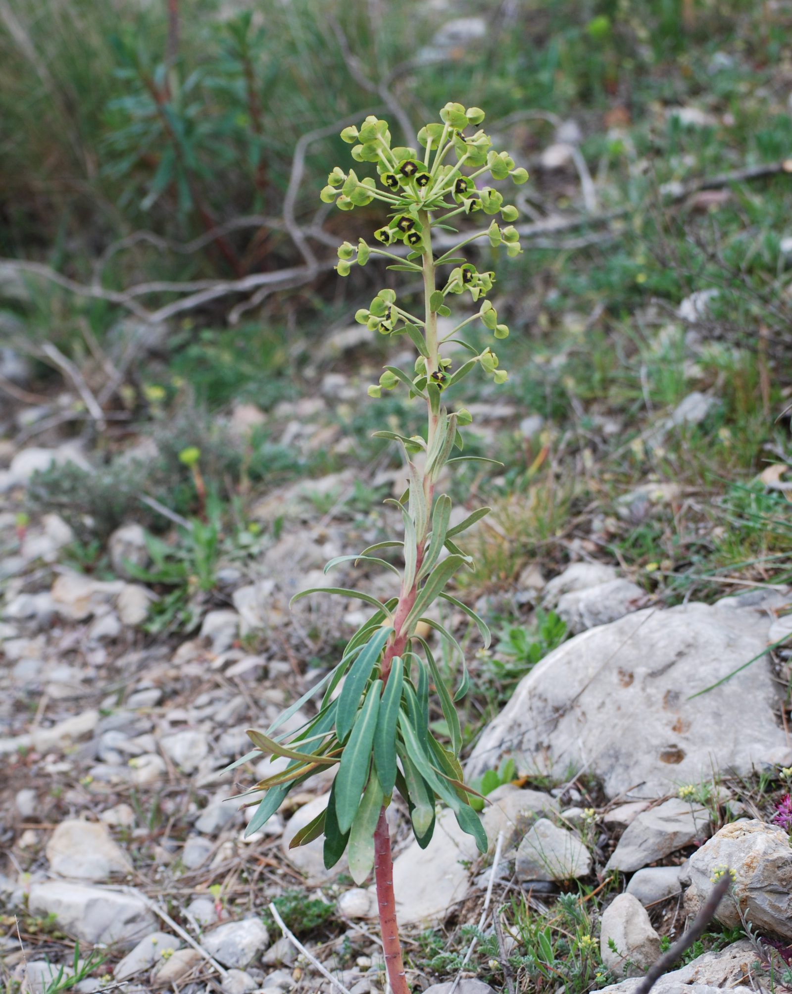 Foto de Euphorbia characias, euforbio mediterráneo
