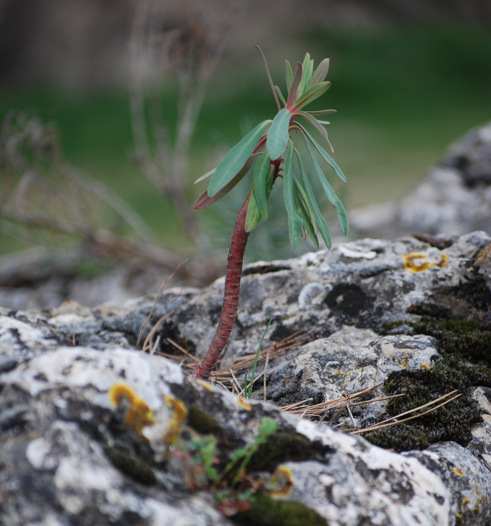 Euphorbia characias en la piedra negrqa de Artaj