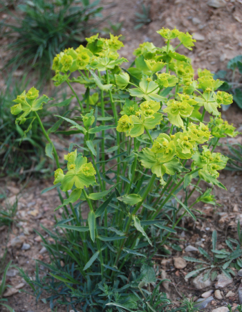 Imagen de Euphorbia Serrata