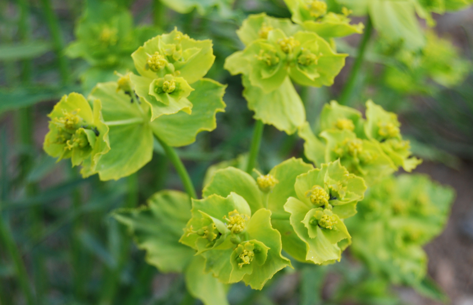 Detalle de euphorbias serrata