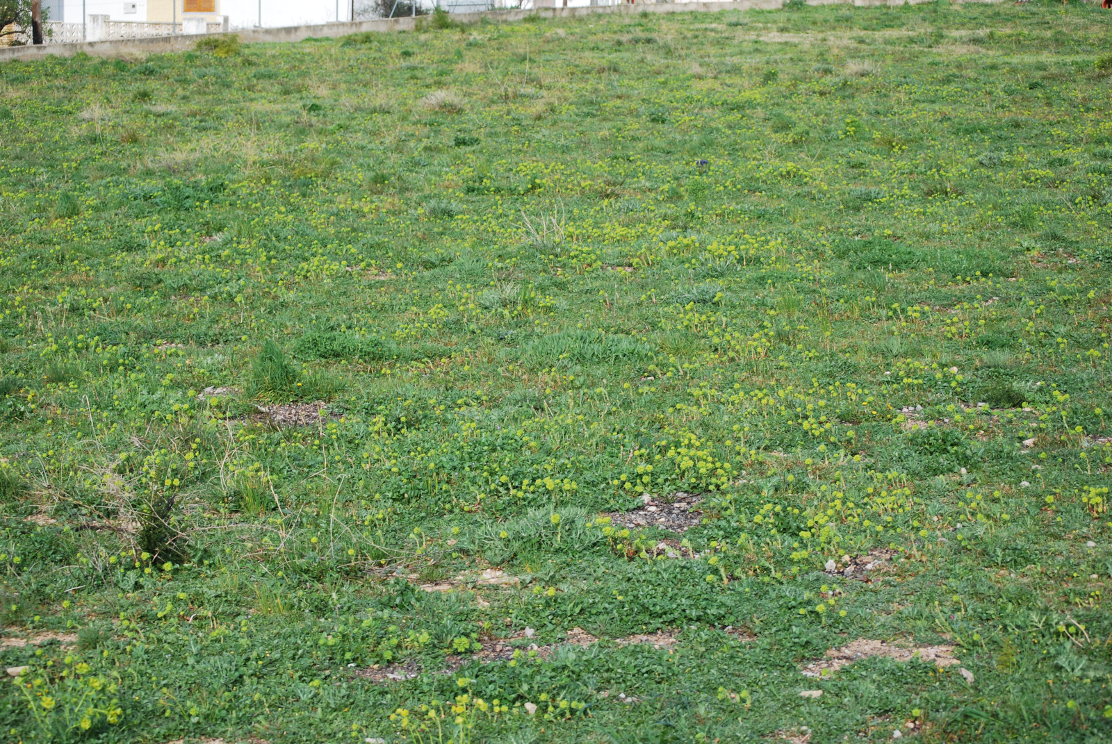 Campo lleno de euphorbias serrata