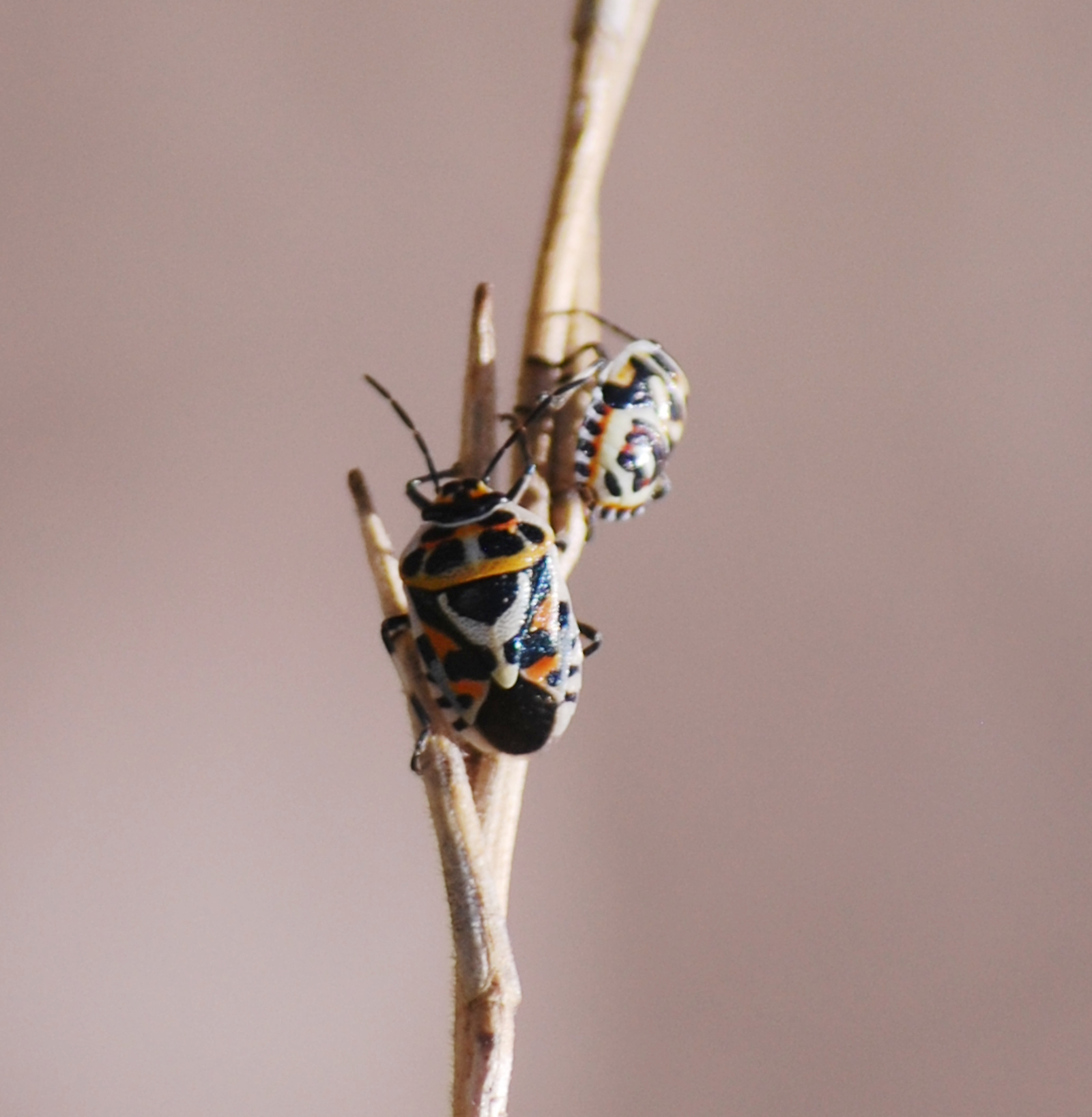 chinche adornada, Eurydema ornata