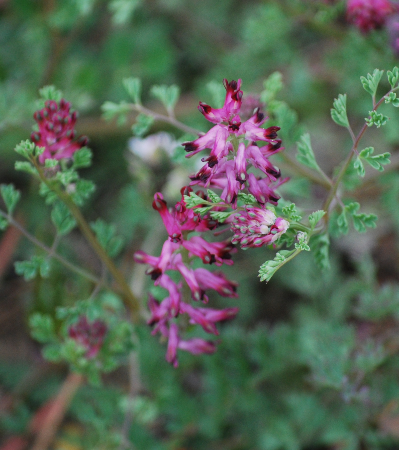 Imagen de Fumaria officinalis, también llamada umaria, palomilla o sangre de Cristo