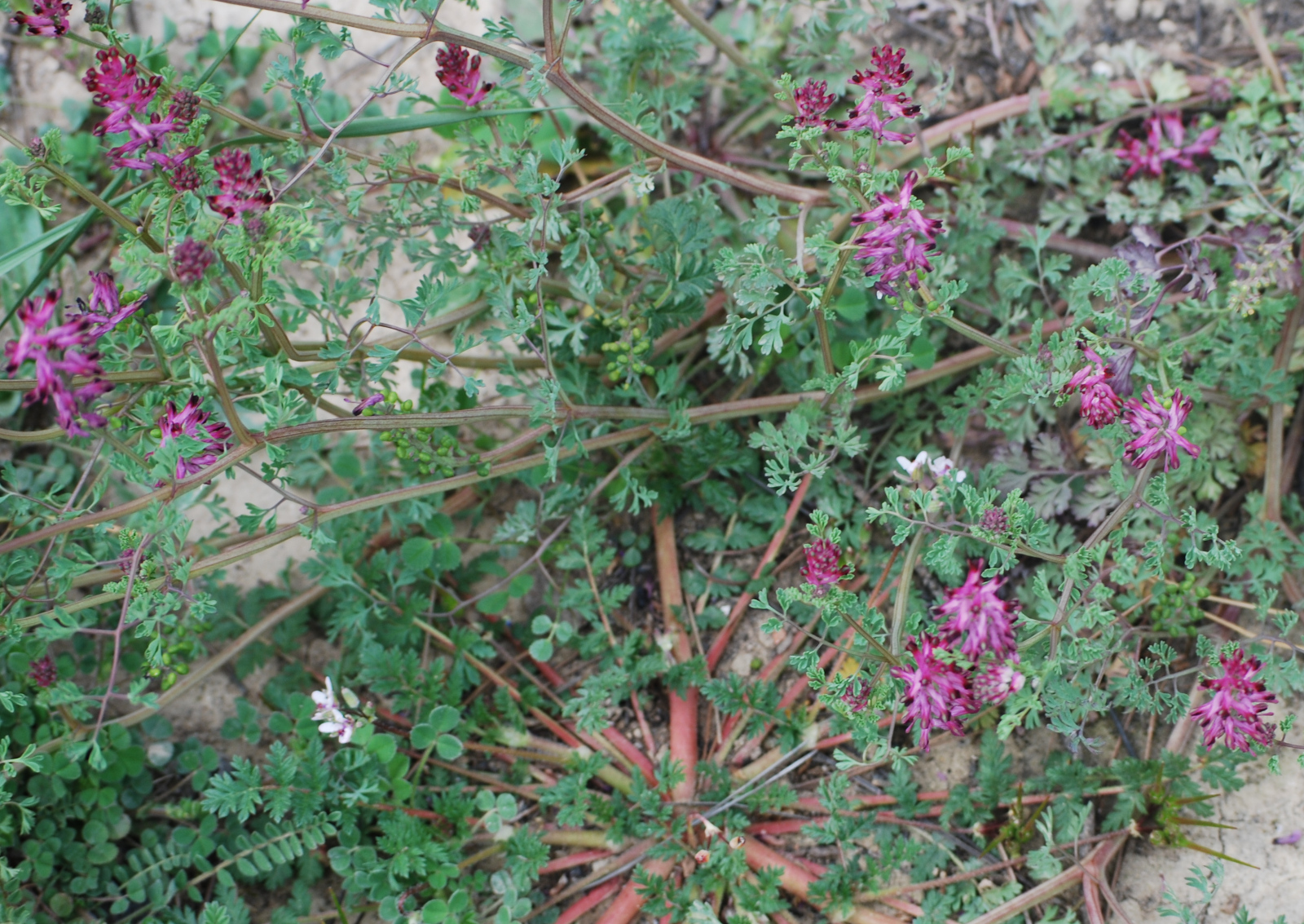 campo con fumarias officinalis