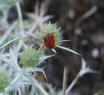 chinche punteada, Graphosoma semipunctatum