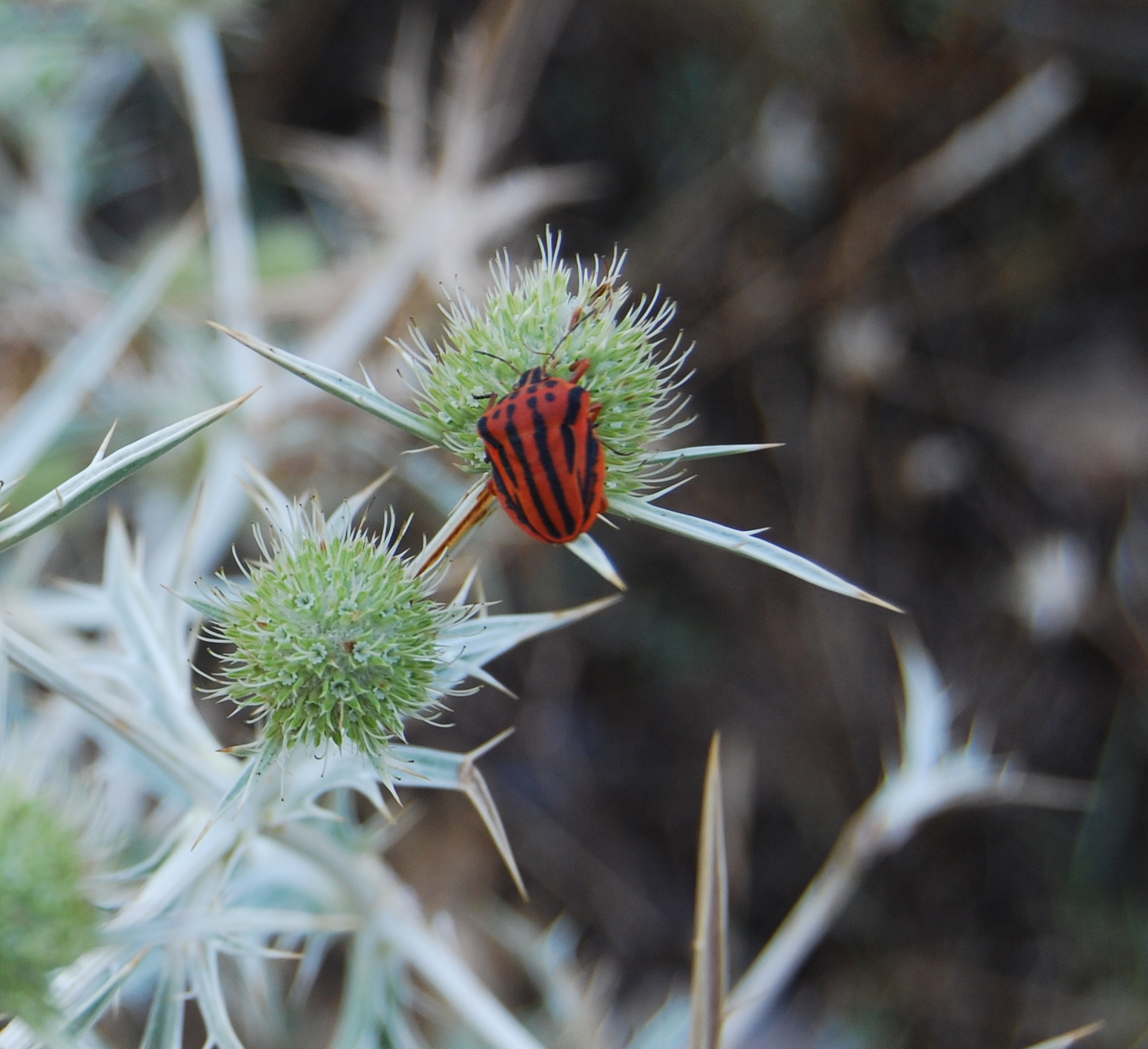 chinche punteada, Graphosoma semipunctatum