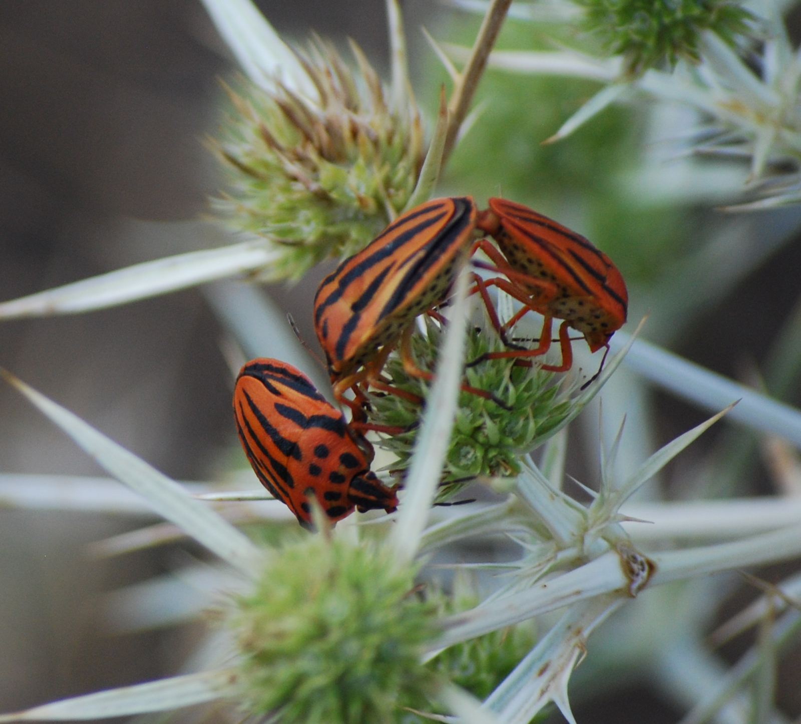 chinche punteada, Graphosoma semipunctatum acompañada de dos G. lineatum<