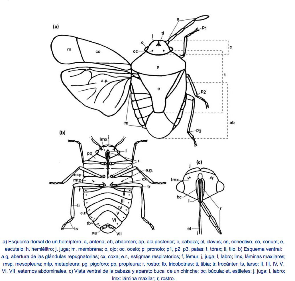 Hemipteros