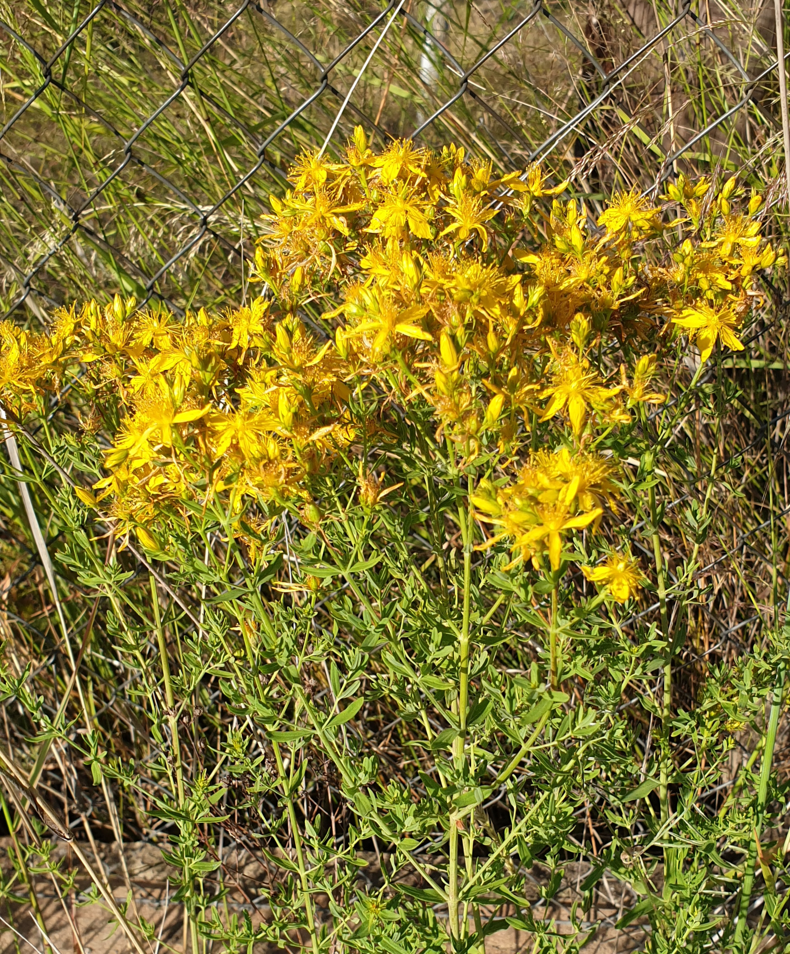 mata de Hypericum perforatum