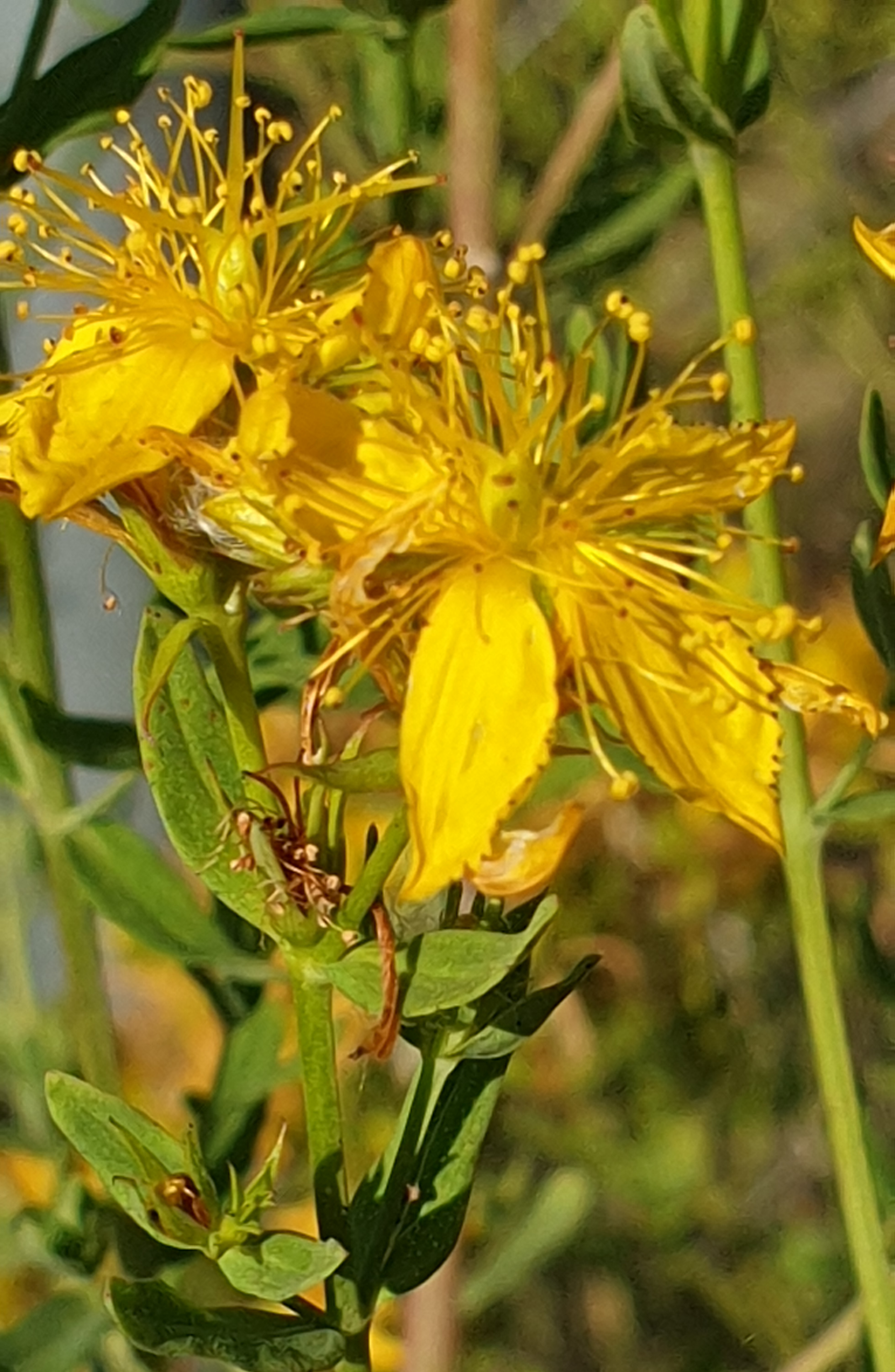 Hypericum perforatum