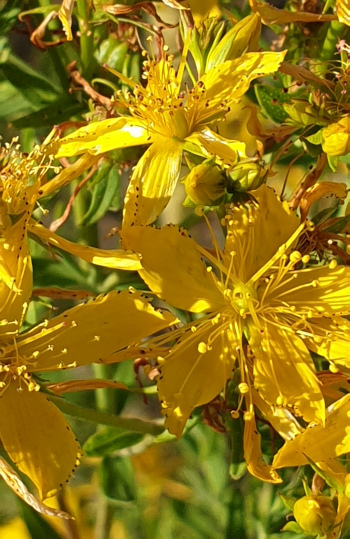 Hypericum perforatum, hipérico, hipericón, corazoncillo o hierba de San Juan