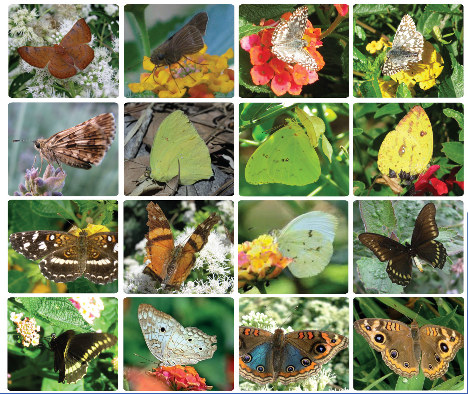 Lepidópteros, mariposas diurnas