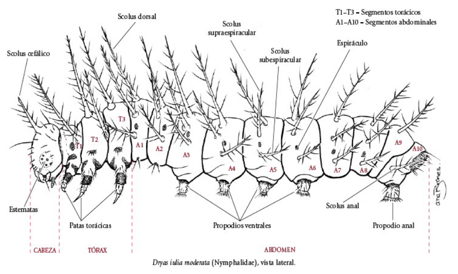 morfología mariposa larva