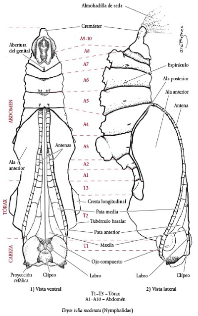 morfología mariposa pupa