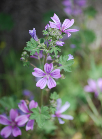 flores de Malva comun, Malva silvestris