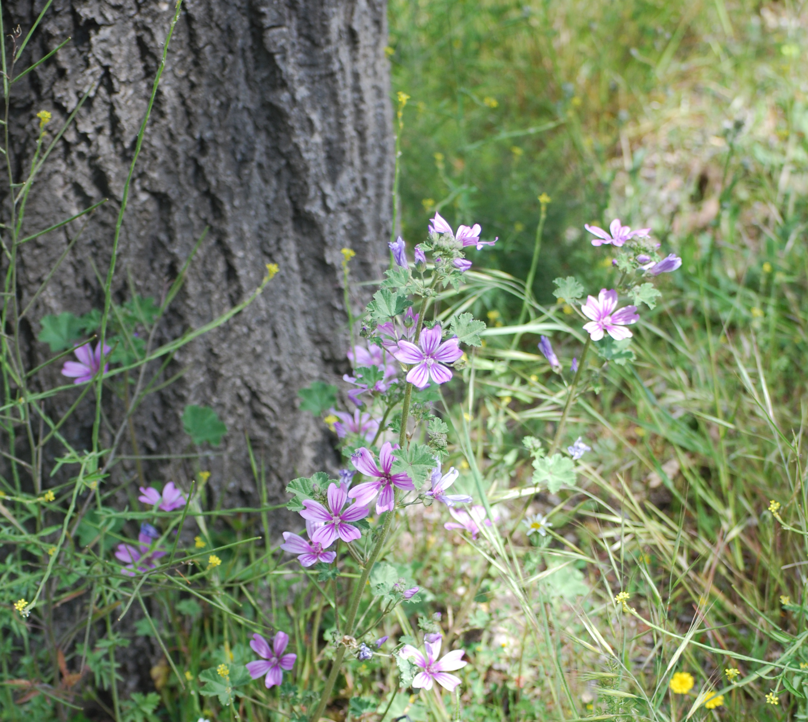 flores de malva silvestre