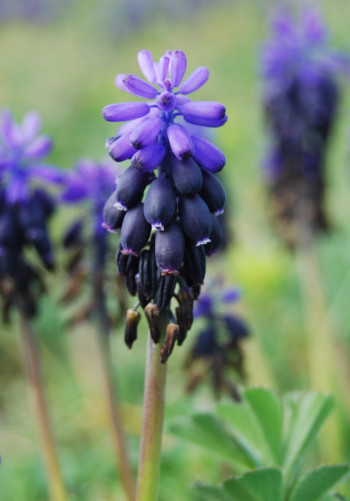 Imagen de la flor Muscari Neglectum