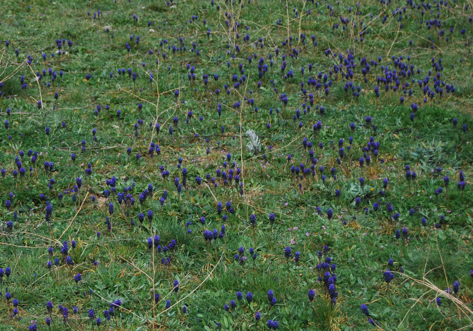 campo lleno de Muscari Neglectum