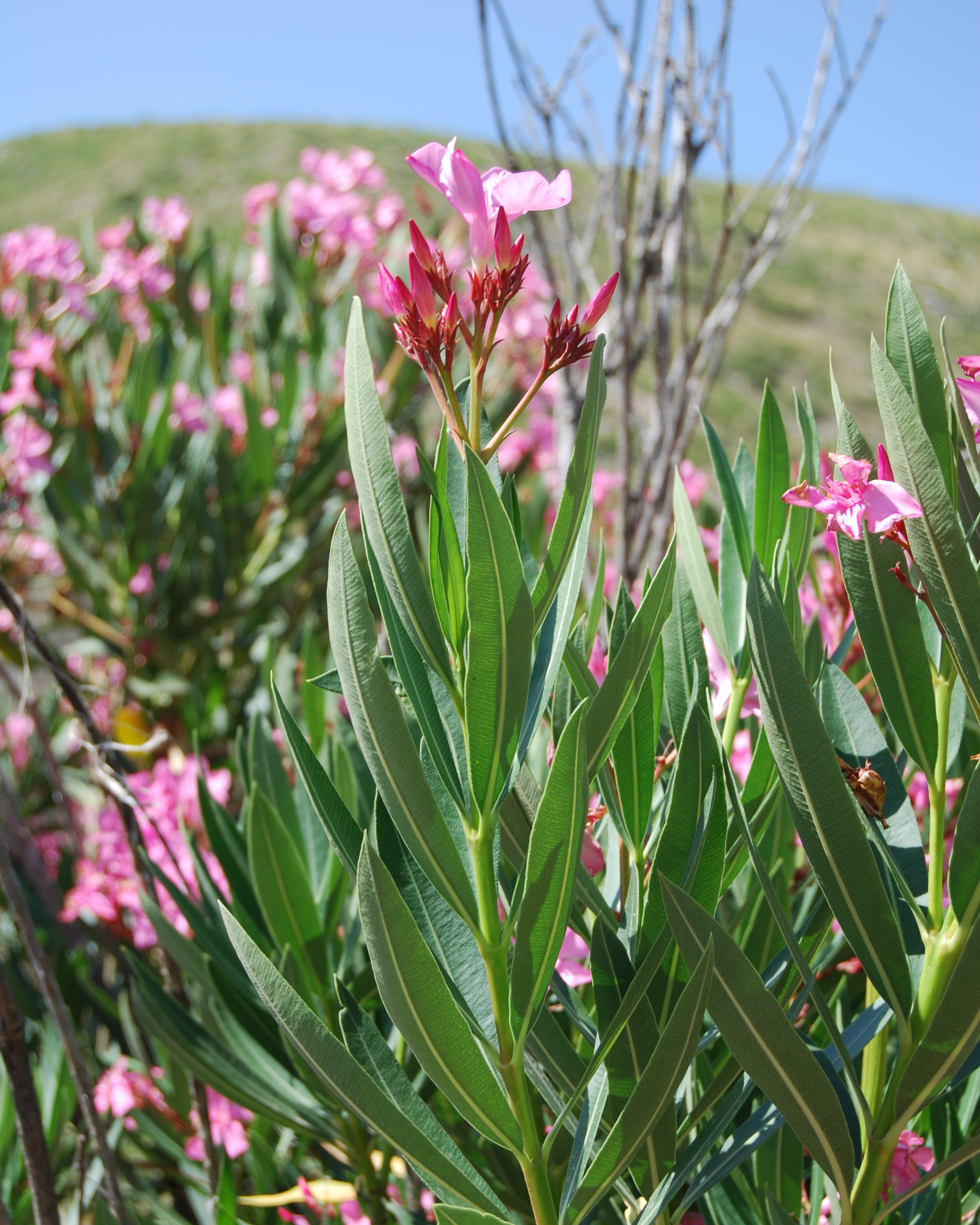 Nerium oleander, laurel, baladre o trinitaria