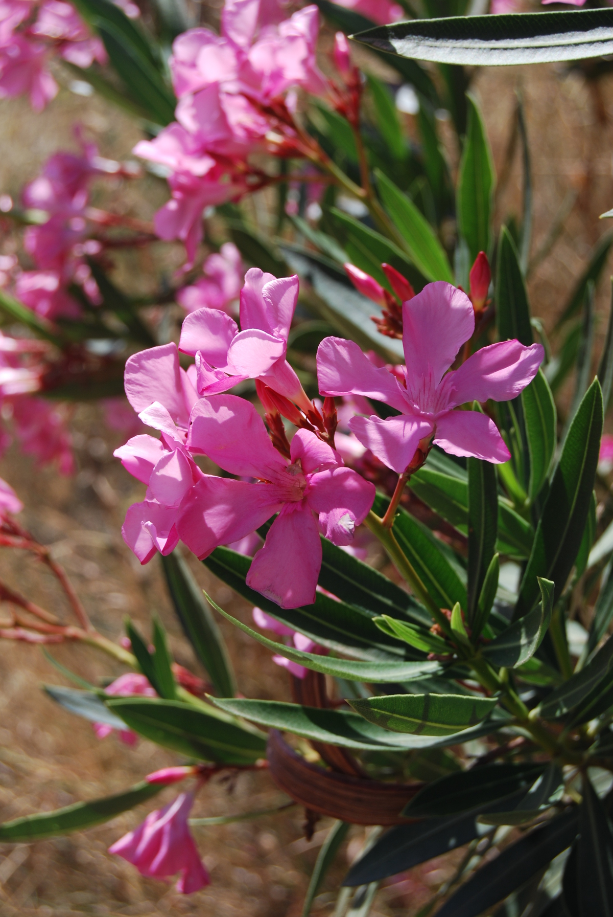 Nerium oleander, laurel, baladre o trinitaria