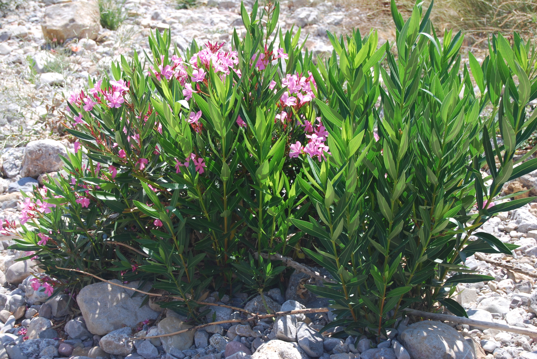 Nerium oleander, laurel, baladre o trinitaria